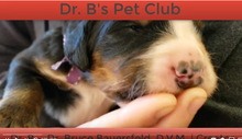 Dr B Puppies Open THeir Eyes
