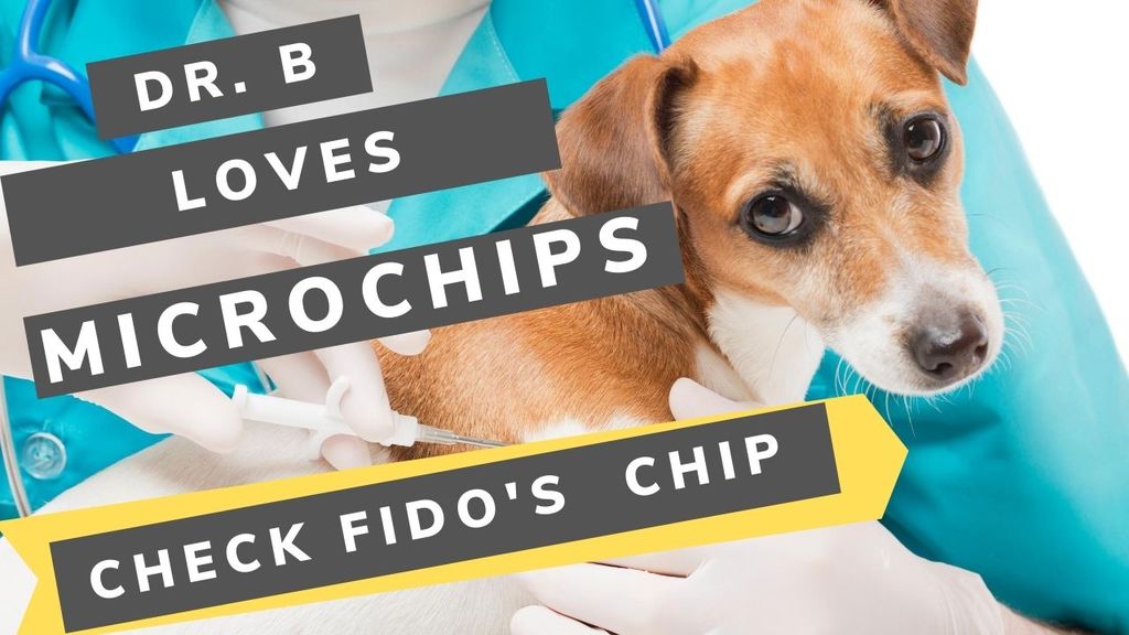 Microchip | Dr. B's Pet Club